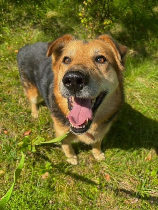 Ege do adopcji!!