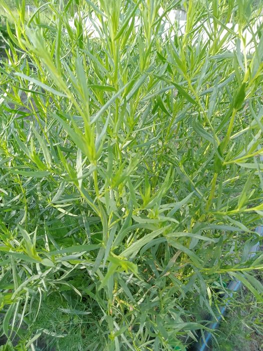 Продам эстрагон..Тархун