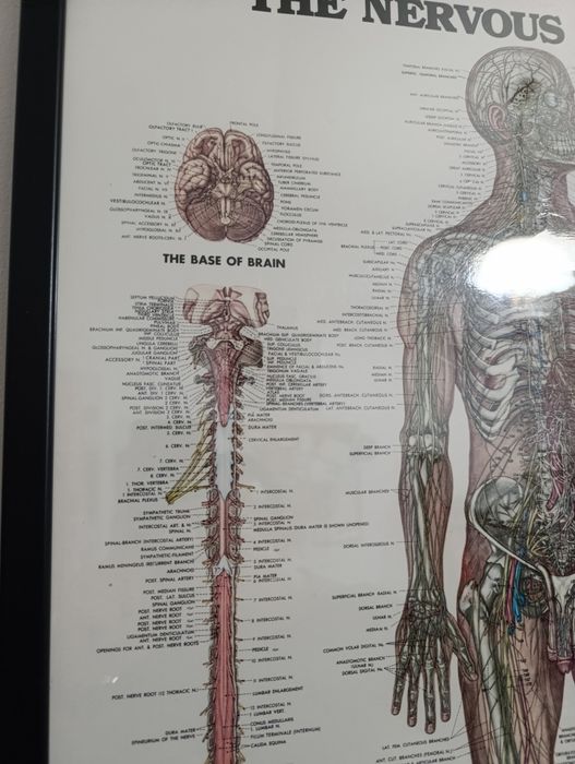 Anatomia do sistema nervoso (73,5 x 53,5)