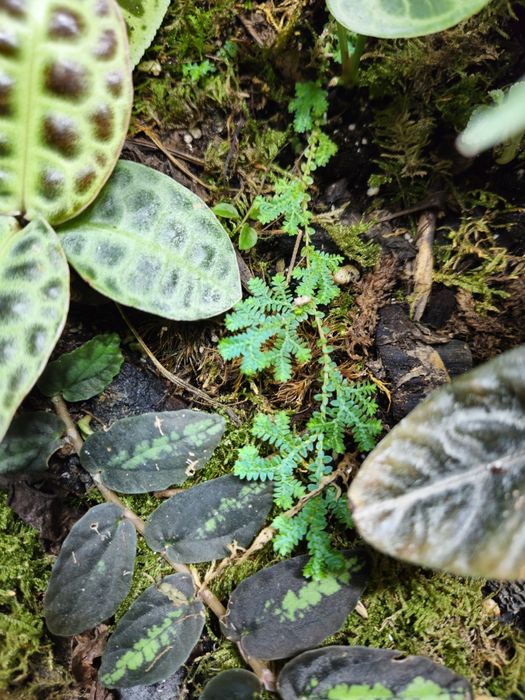 Selaginella uncinata