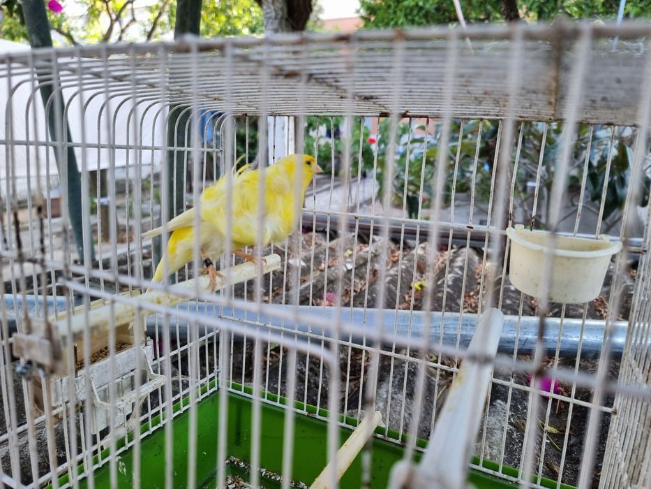 Canario Frisado macho