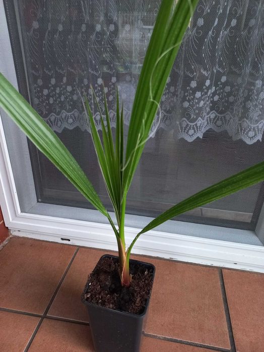 Palma Washingtonia Robusta 50 cm