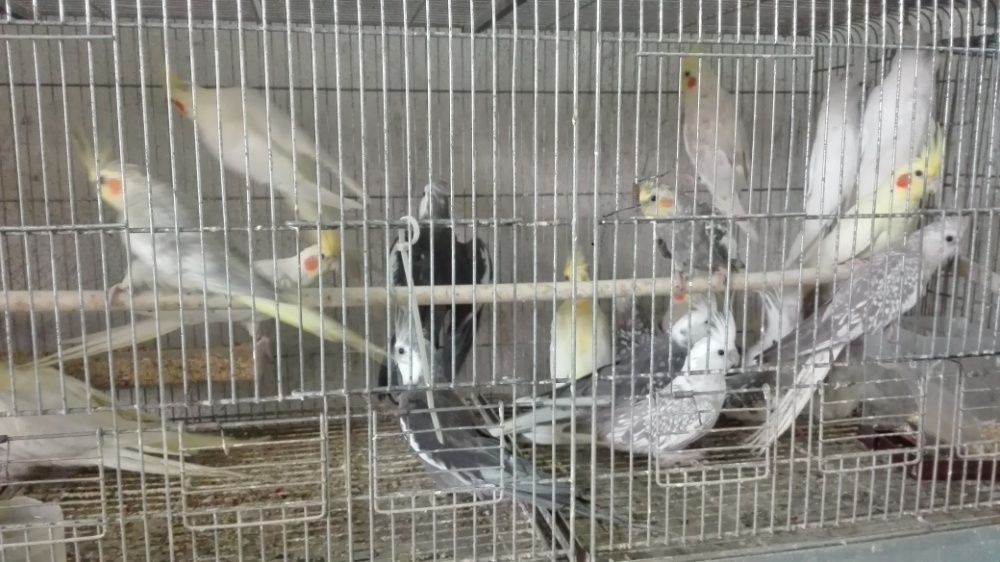 Vendo caturras de qualidade