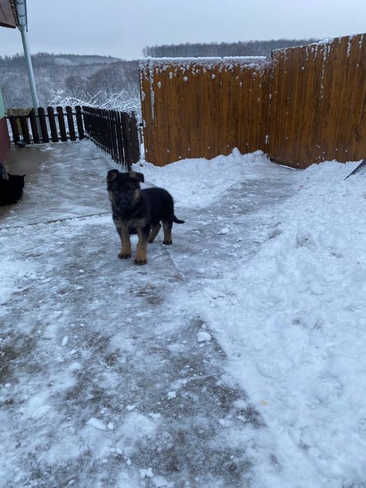 Німецька вівчарка