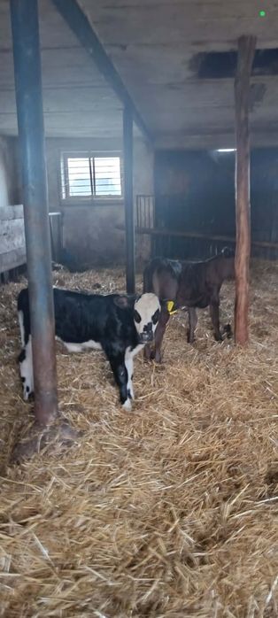 Krowa HF, Krowa Angus cielęta