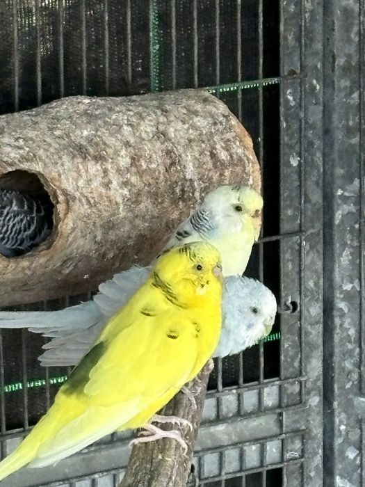 Periquitos australianos