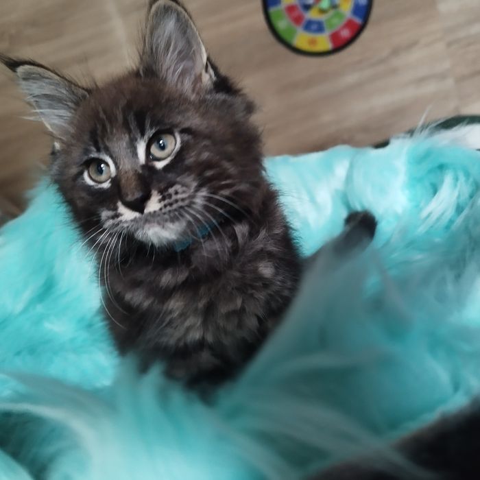 Dziewczyna Maine Coon