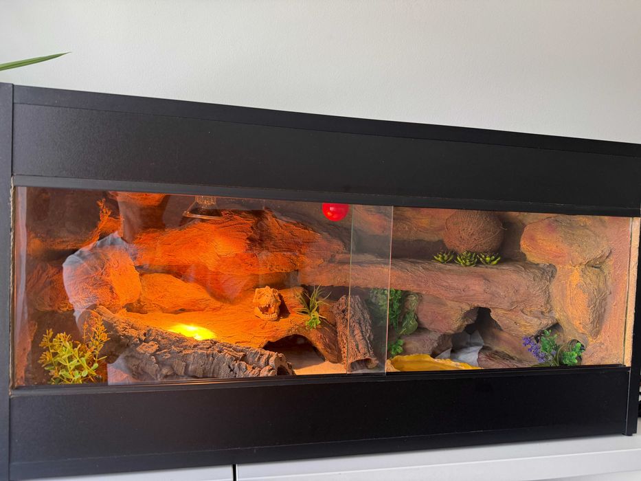 Gekon lamparci wraz z terrarium 80x40x40 i akcesoriami
