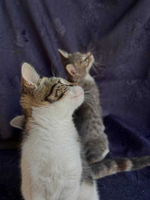 Безкоштовно.Три гарні дівчинки шукають родину