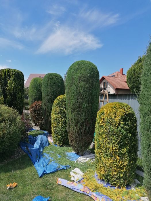Chełm i okolice-Skracanie  Tuii, Koszenie trawy, wycinka drzew.