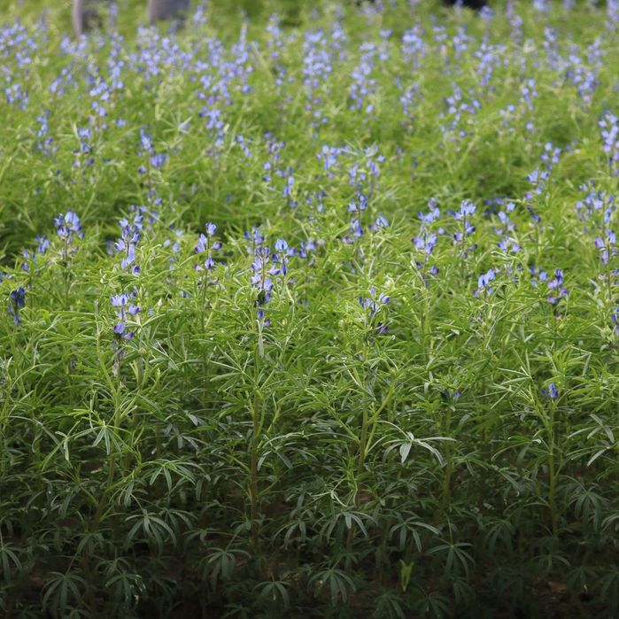 Łubin gorzki i słodki