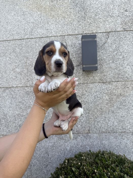 Beagle menino lindo