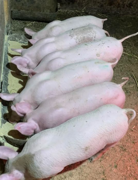 Поросятка Лебединський р-н В.Вистороп