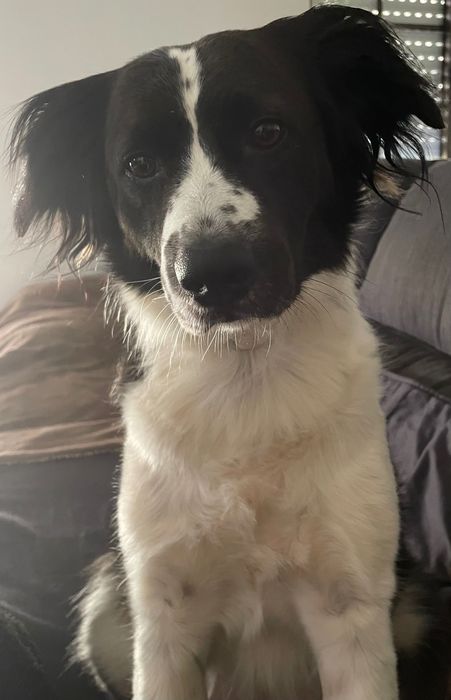 Pet sitter / Hospedagem Familiar de Cães em Massamá / Dog Walker Queluz