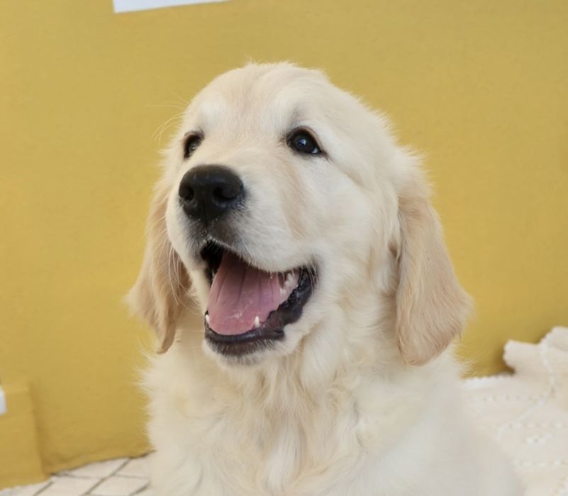 Golden Retriever fêmea com LOP