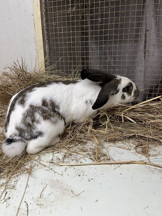 Coelho Macho futuro reprodutor