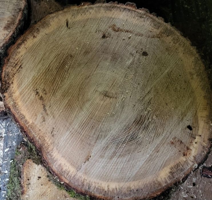 Plastry drewna, dąb, brzoza itp.