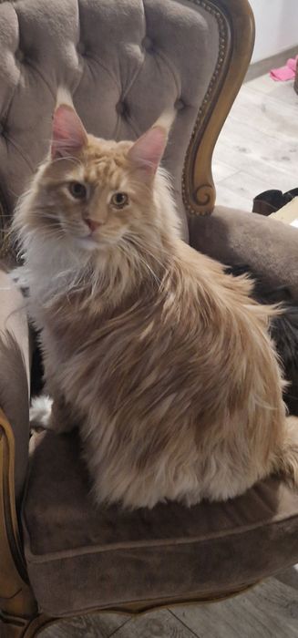 Czarno biały kocurek mainecoon