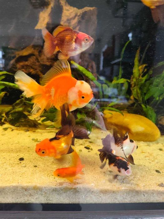 Welony Welonki Oranda XL Karpie Koi Butterfly