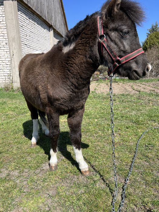 Sprzedam kucyka schetland