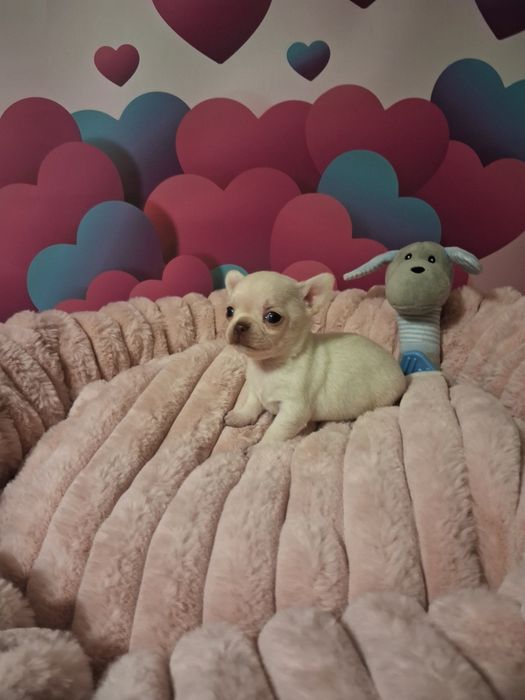 Śnieżnobiały  maleńki chlopczyk