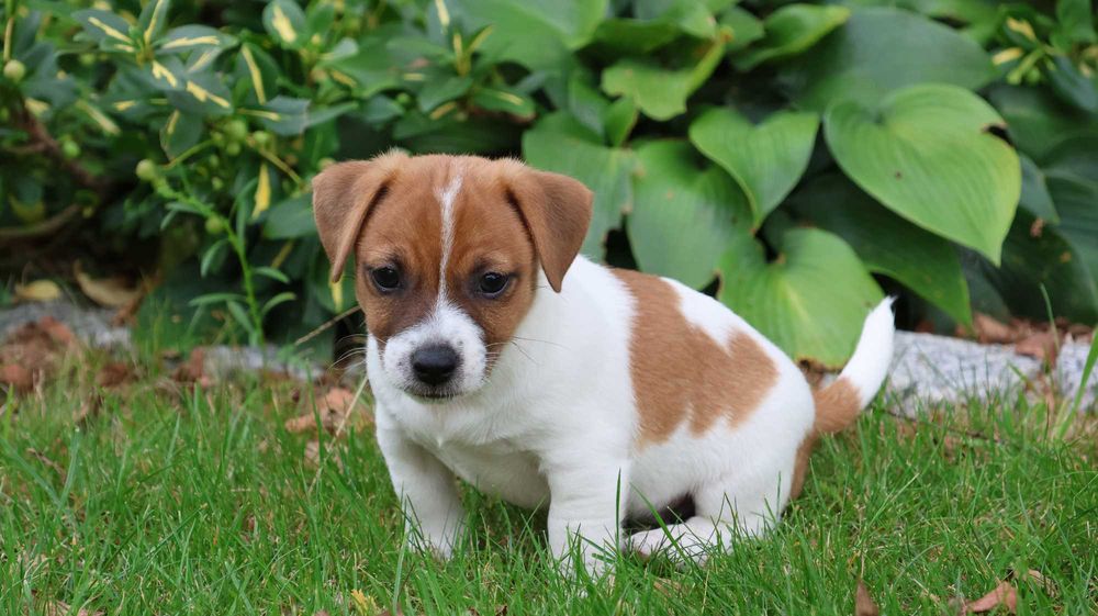 Uroczy Piesek - Jack Russell Terrier z hodowli "BREFIO"/ bada. genet./odbiór