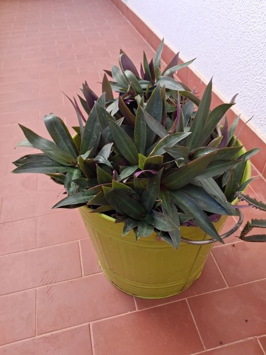 Varias flores naturais