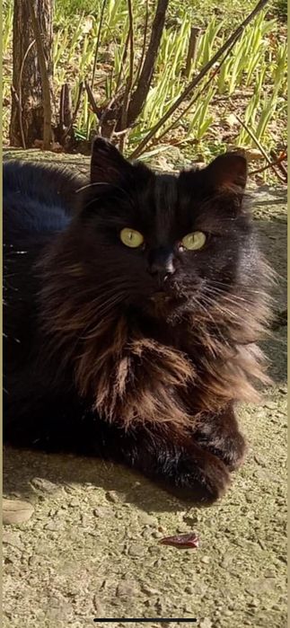 Кицьки стерилізовані, молоденькі