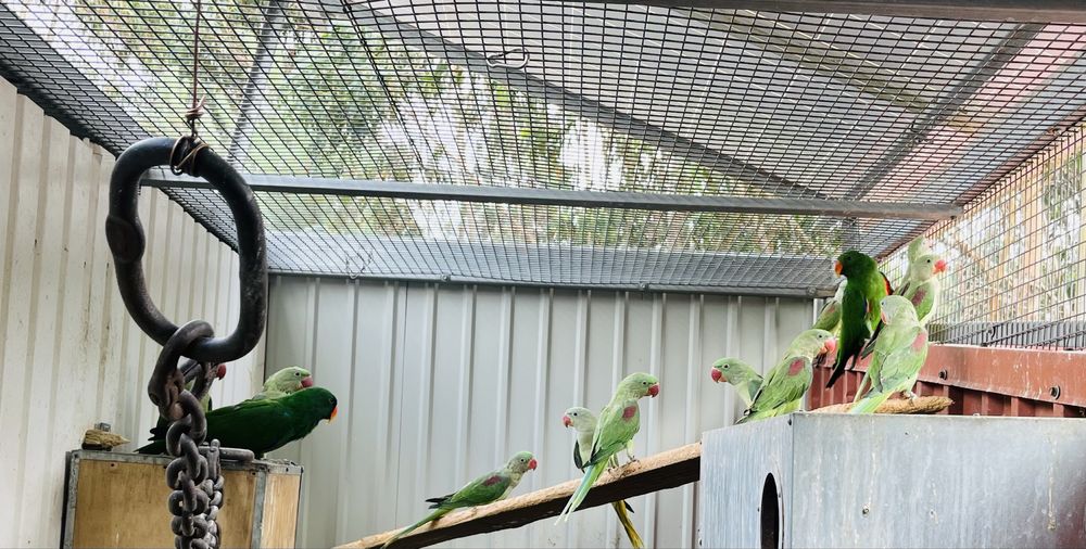 Alexandrinos verdes - lote de 5 aves