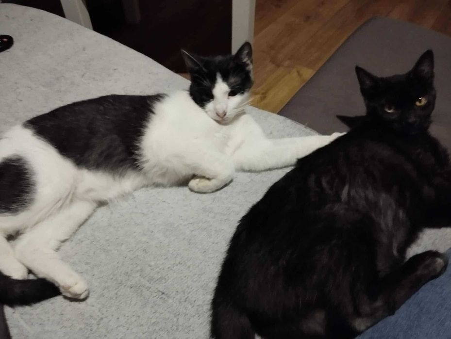 Mijusia śliczna kotka do adopcji