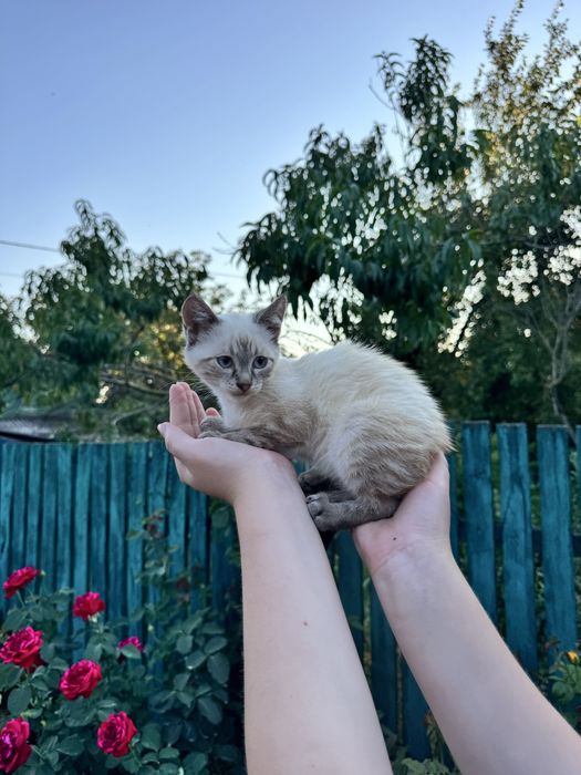 Кицюня у добрі руки