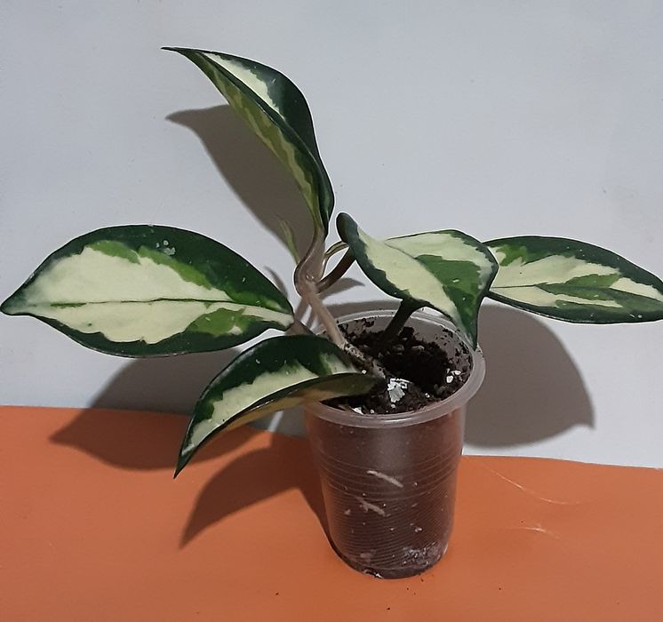 Хойя Триколор, черенок