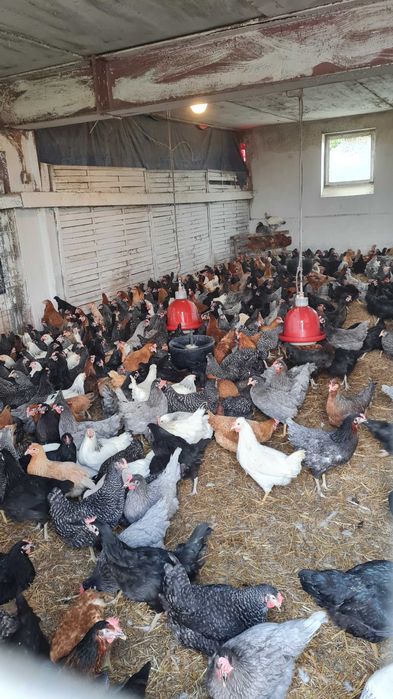 Kury Nioski młode prosto od Hodowcy.Rosa Messa Leghorn.FERMA DROBIU