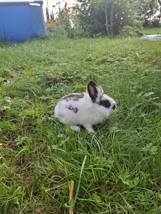 Króliki karzełki teddy mini
