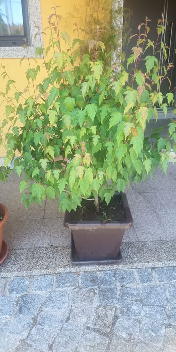 Plantas de ACER - (bordo Japonês)