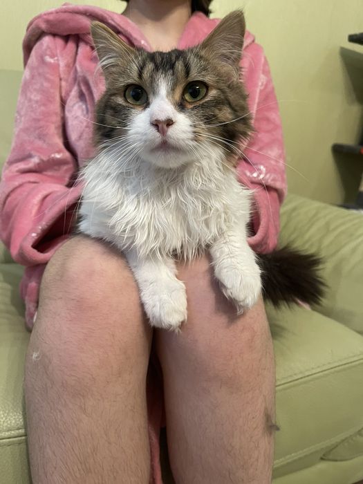 Котик, звати Міліон