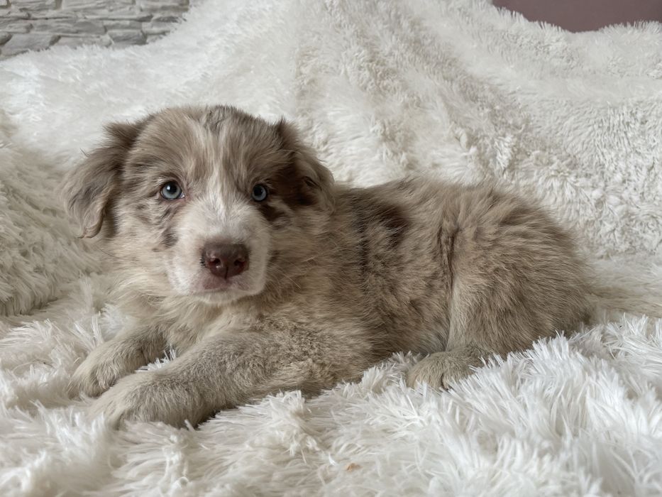Border collie chlopak z badaniami