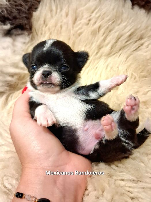 NAJPIĘKNIEJSZY MINI XS Królewicz chihuahua  !!