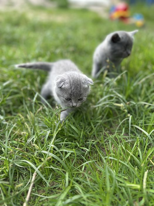 Шотландські кошенята