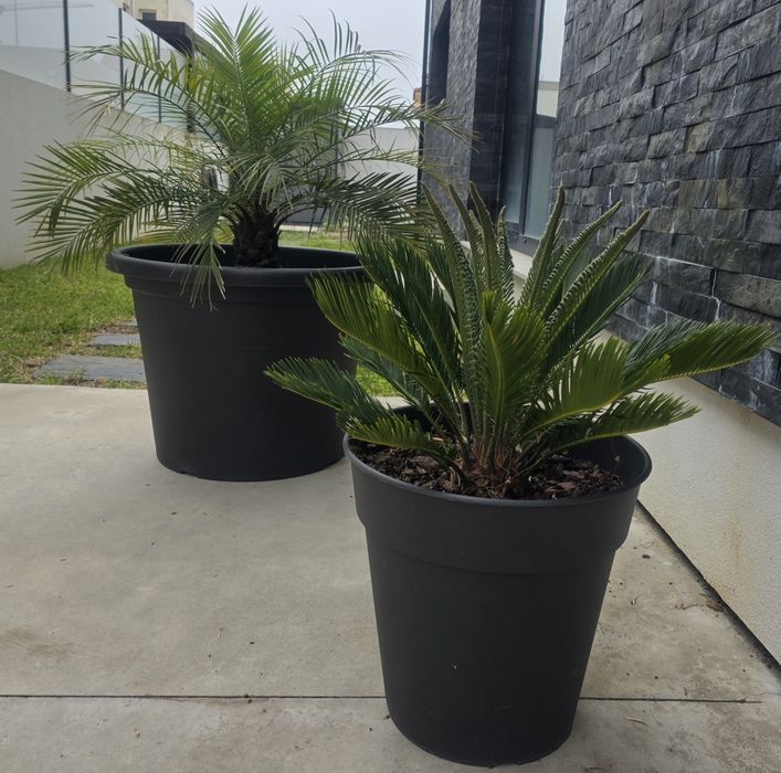 Palmeira Cica (Cycas Revoluta) | Planta Tropical + Vaso Grande Preto