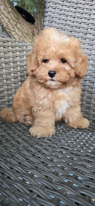 Maltipoo/ chłopczyk