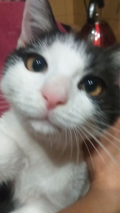 Котик 4 місяці в добрі руки