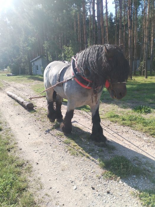 Sprzedam Ogiera Hipek