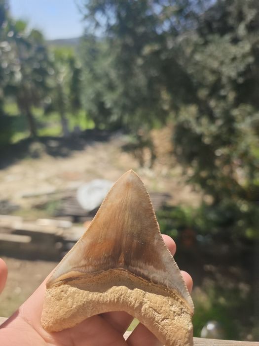 Fossil: Dentes de tubarão Megalodonte
