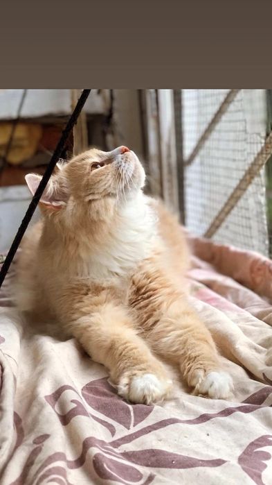 Отдам персикового пушистого кота, 1 год,,кастрирован,  привит