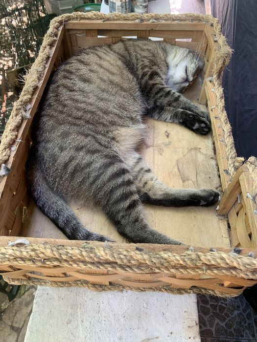 Cama para gato (gato nao incluido)