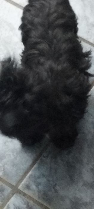 Yorkshire terrier czarny