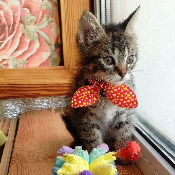 Маленька кошечка  Мишель
