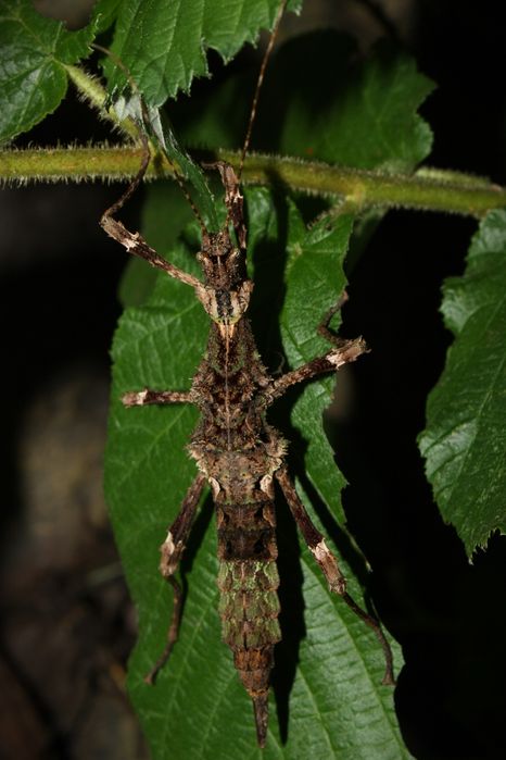 Straszyki Trachyaretaon sp. "North Luzon"