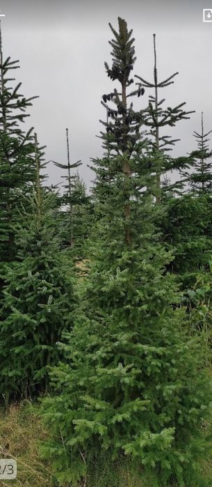 Świerk Serbski Picea Omorika 2,5-3,5m